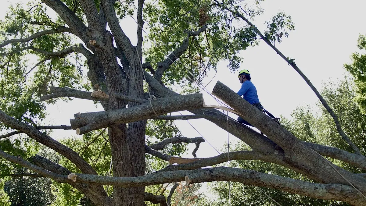 Professional Crown Thinning performed by certified arborists in Le Roy