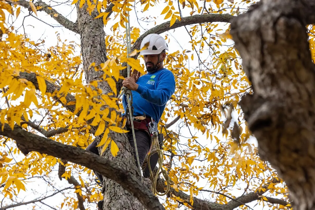 Skilled Tree Planting crew working in Le Roy